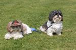 Babies with hats