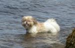 Beloved Coco - In Memorium