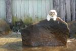 Coco's new rock