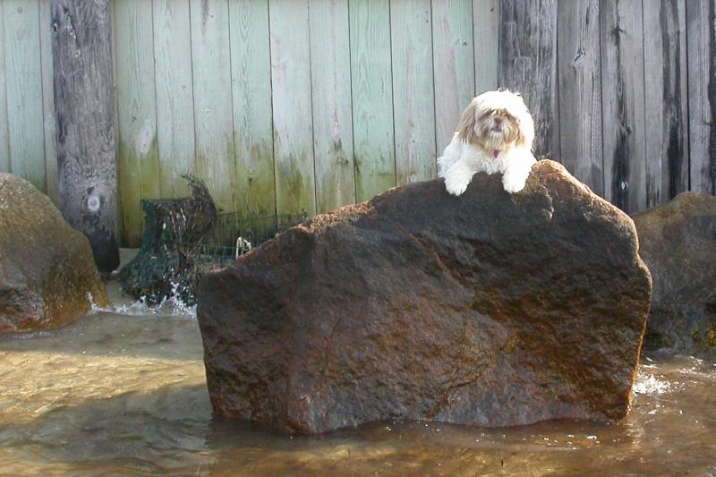 Coco's new rock