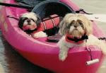 My kayak babies